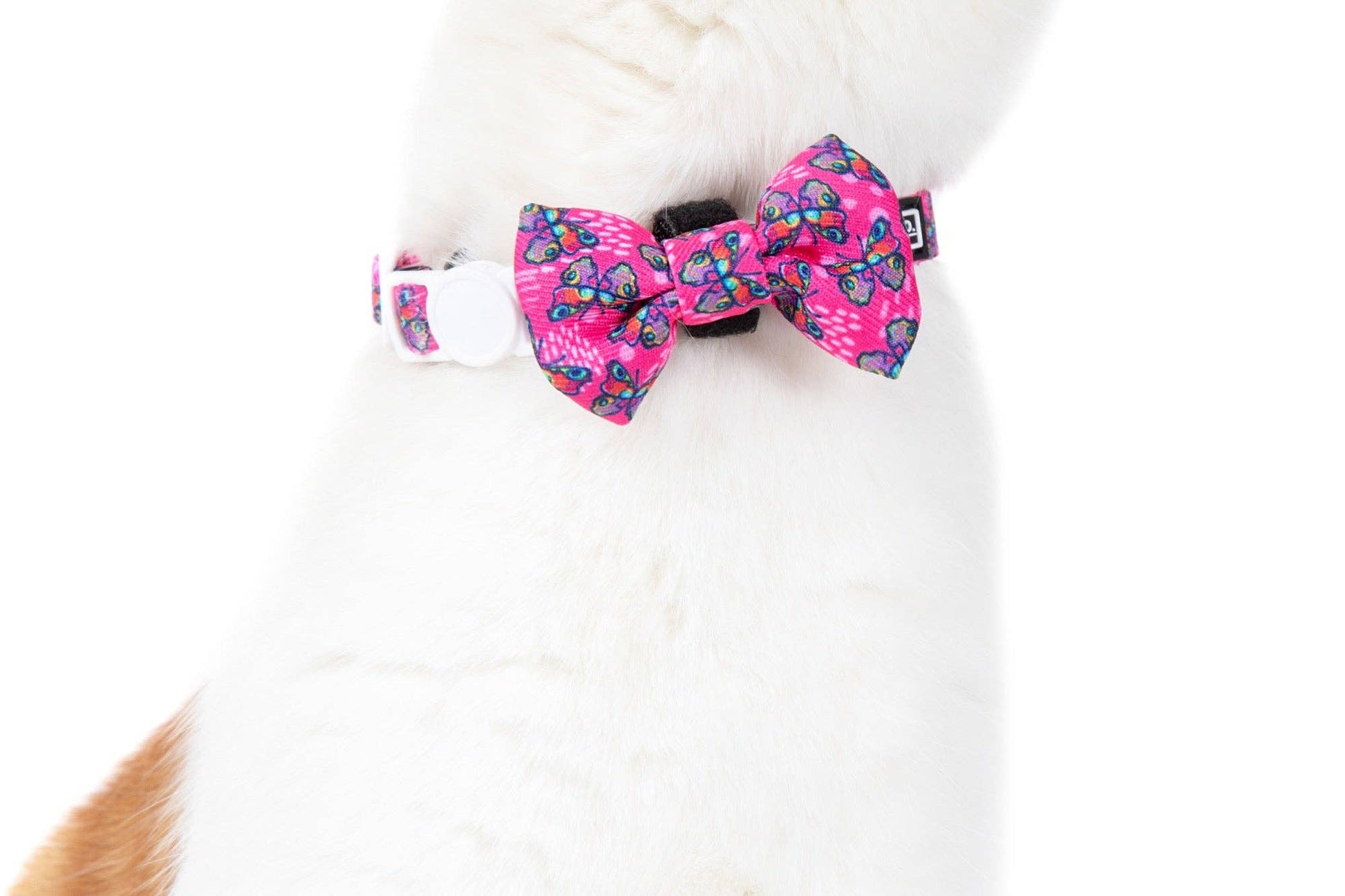 CAT COLLAR & BOW TIE: Flutterly Fab Little Kitty Co.
