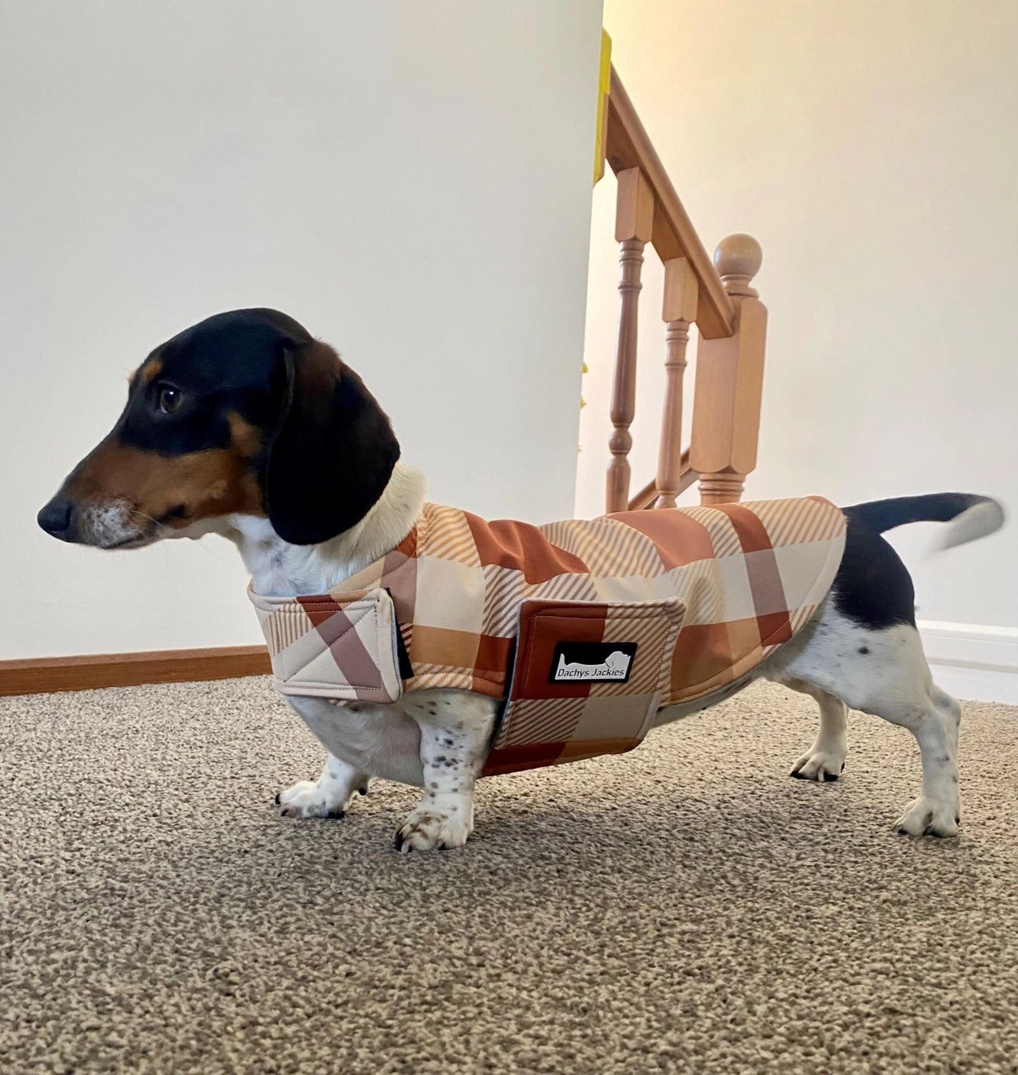 Dachy jacket Caramel delight Woofy and Whiskers Small (S) Caramel delight