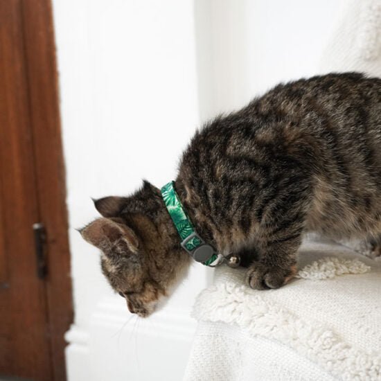 Dan & Sam Cat Collar Cat Collar Dan & Sam