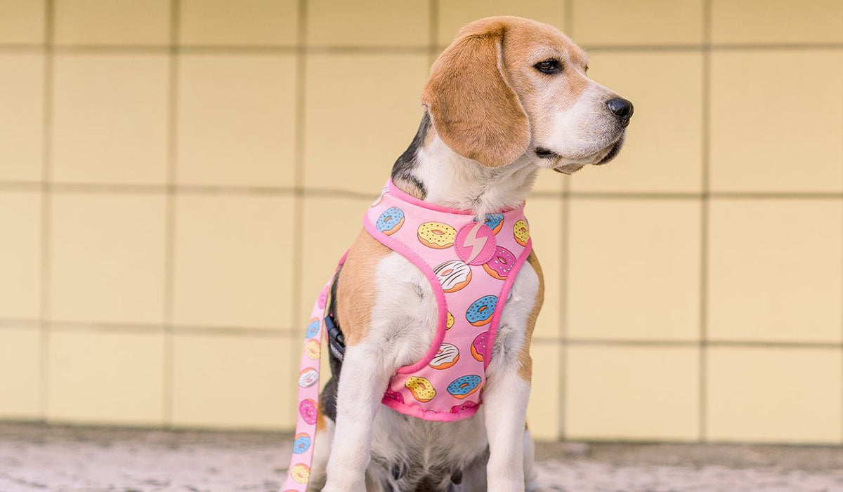 Dashi Donut Back Harness Dog Harness DASHI