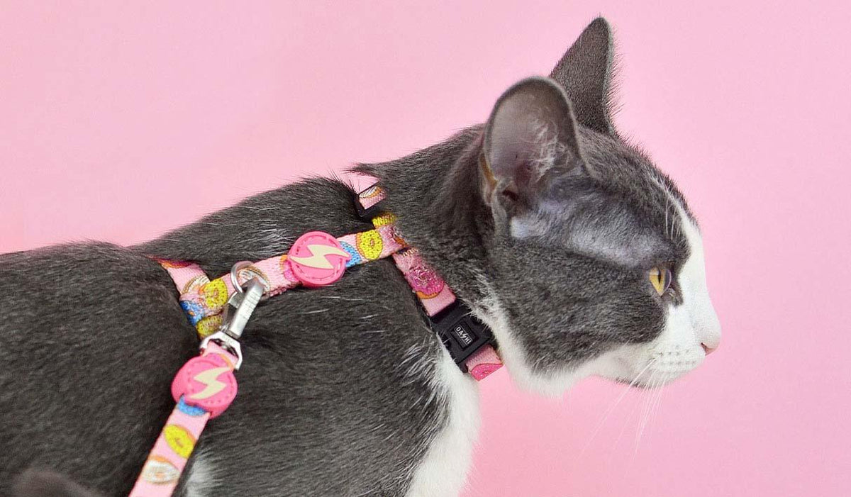 Dashi Donut Cat Harness + Leash cat harness DASHI