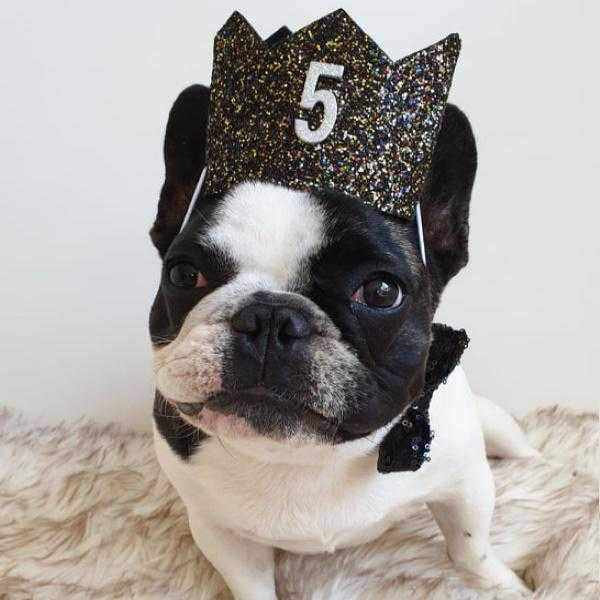 Dog Birthday Crown & Bow Tie Collar - Black/gold/multiWoofy and Whiskers