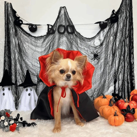 Dog Dracula Costume Woofy and Whiskers