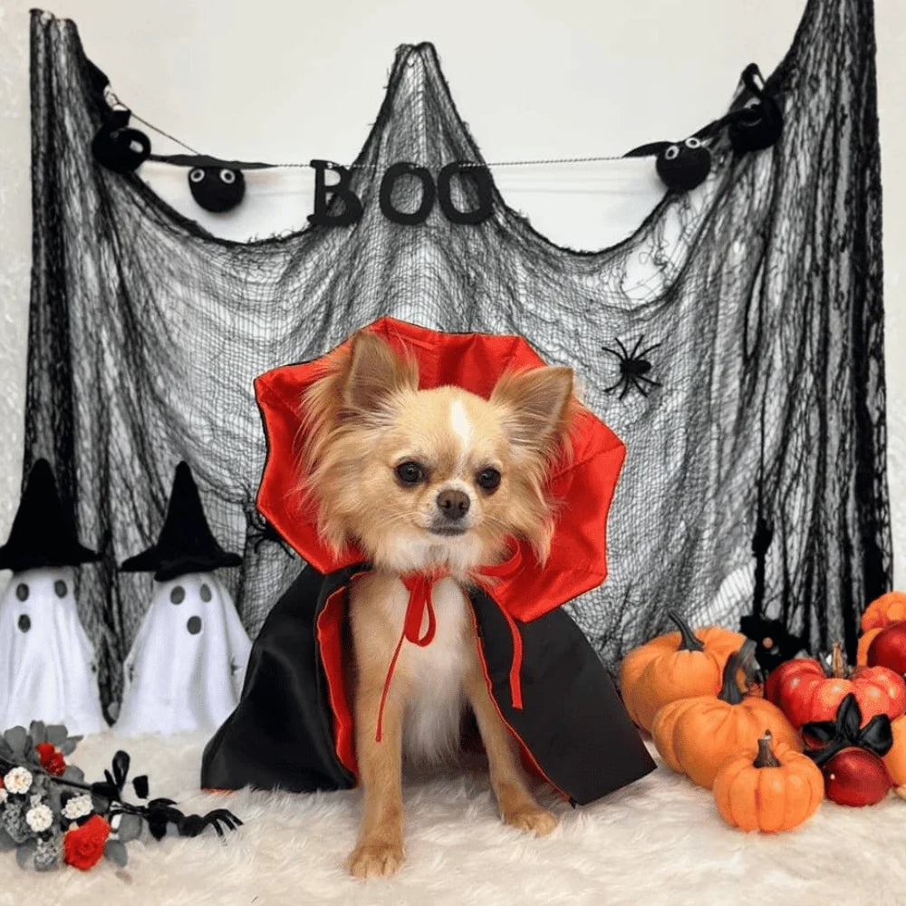 Dog Dracula Costume