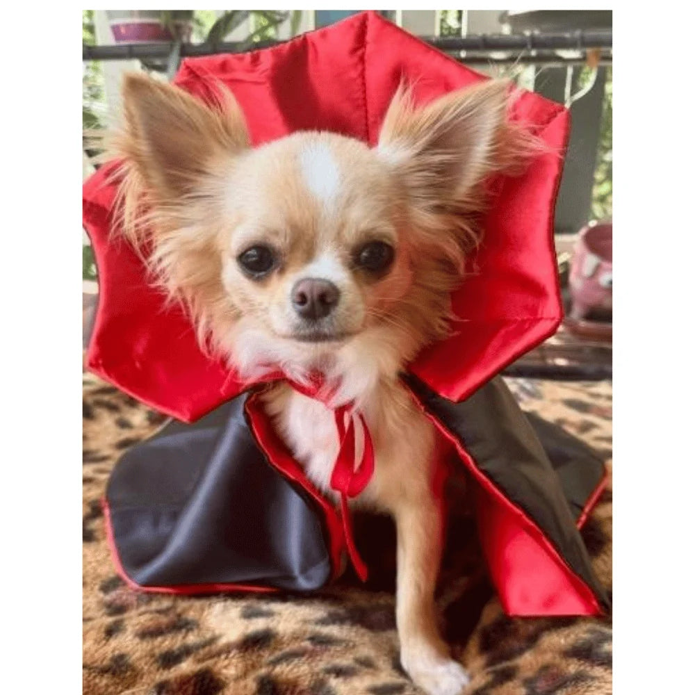 Dog Dracula Costume