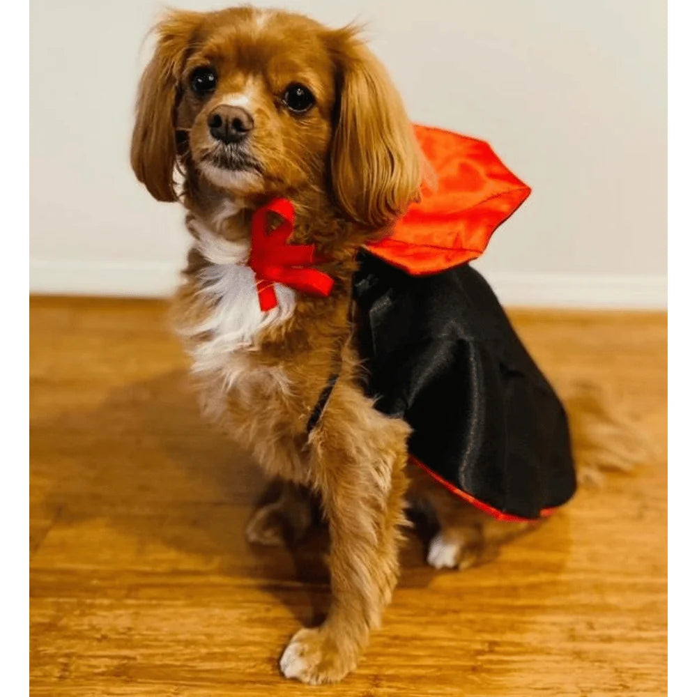 Dog Dracula Costume