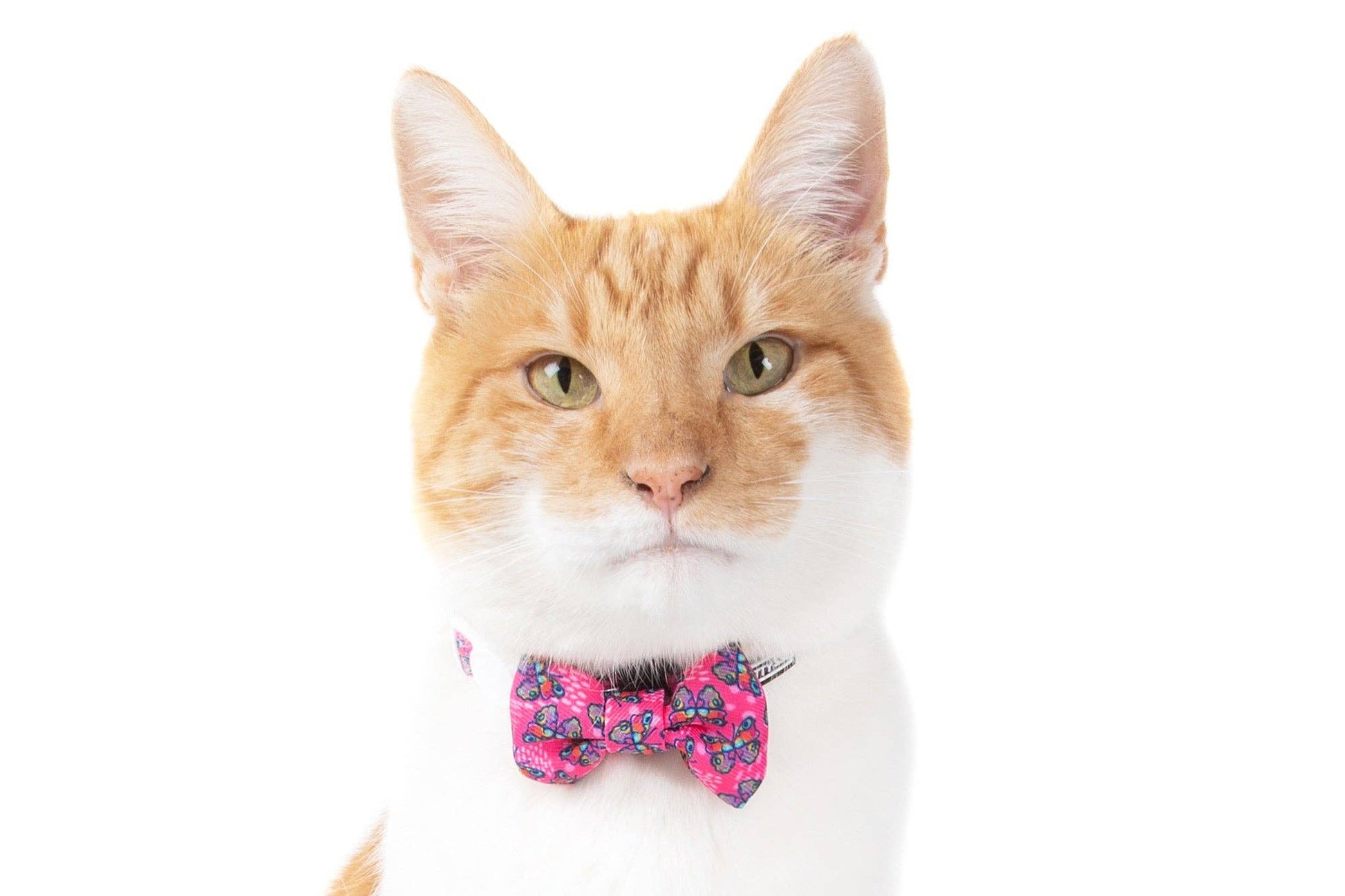 CAT COLLAR & BOW TIE: Flutterly Fab Little Kitty Co.