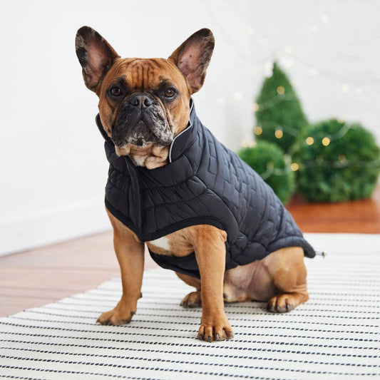 GF Pet Elasto-Fit Reversible Chalet Dog Jacket in Black Dog Apparel GF Pet Small (S)