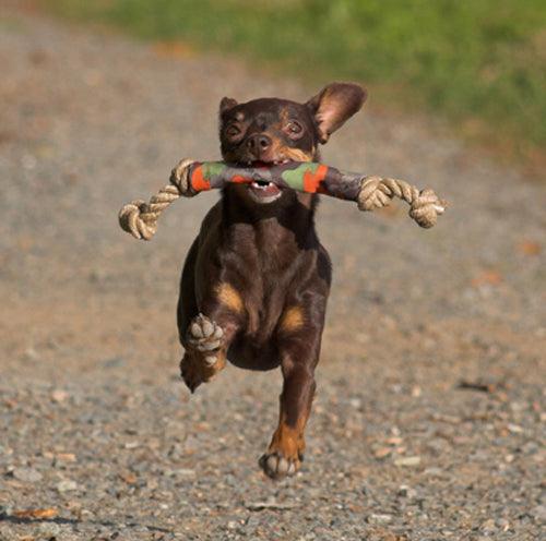 Major Dog Catch Dummy - Fetch Toy for Small Dogs Pet Care > Toys Major Dog