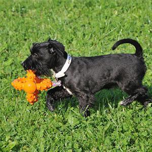 Major Dog Octopus Retrieval Ball - Large - Fetch Toy Pet Care > Toys Major Dog