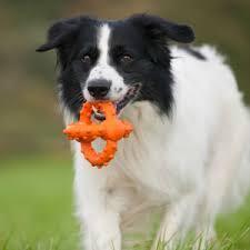 Major Dog Octopus Retrieval Ball - Small - Fetch Toy Pet Care > Toys Major Dog