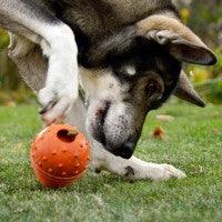 Major Dog Snack Egg Treat Toy Large Pet Care > Toys Major Dog