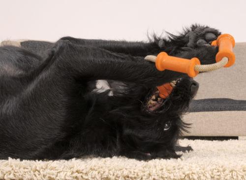 Major Dog Tussle Dummy Dog Toy Small - Tug Toy Pet Care > Toys Major Dog