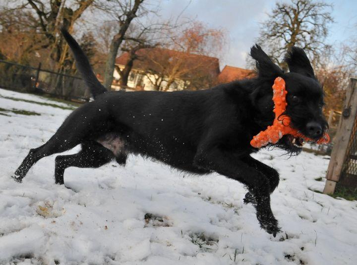 Major Dog Whirl- Small - Retrieval Toy Pet Care > Toys Major Dog