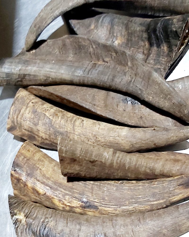 Fresh Goat Horn