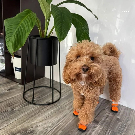 Neoprene Dog Shoes Dog Shoes DoggyTopia