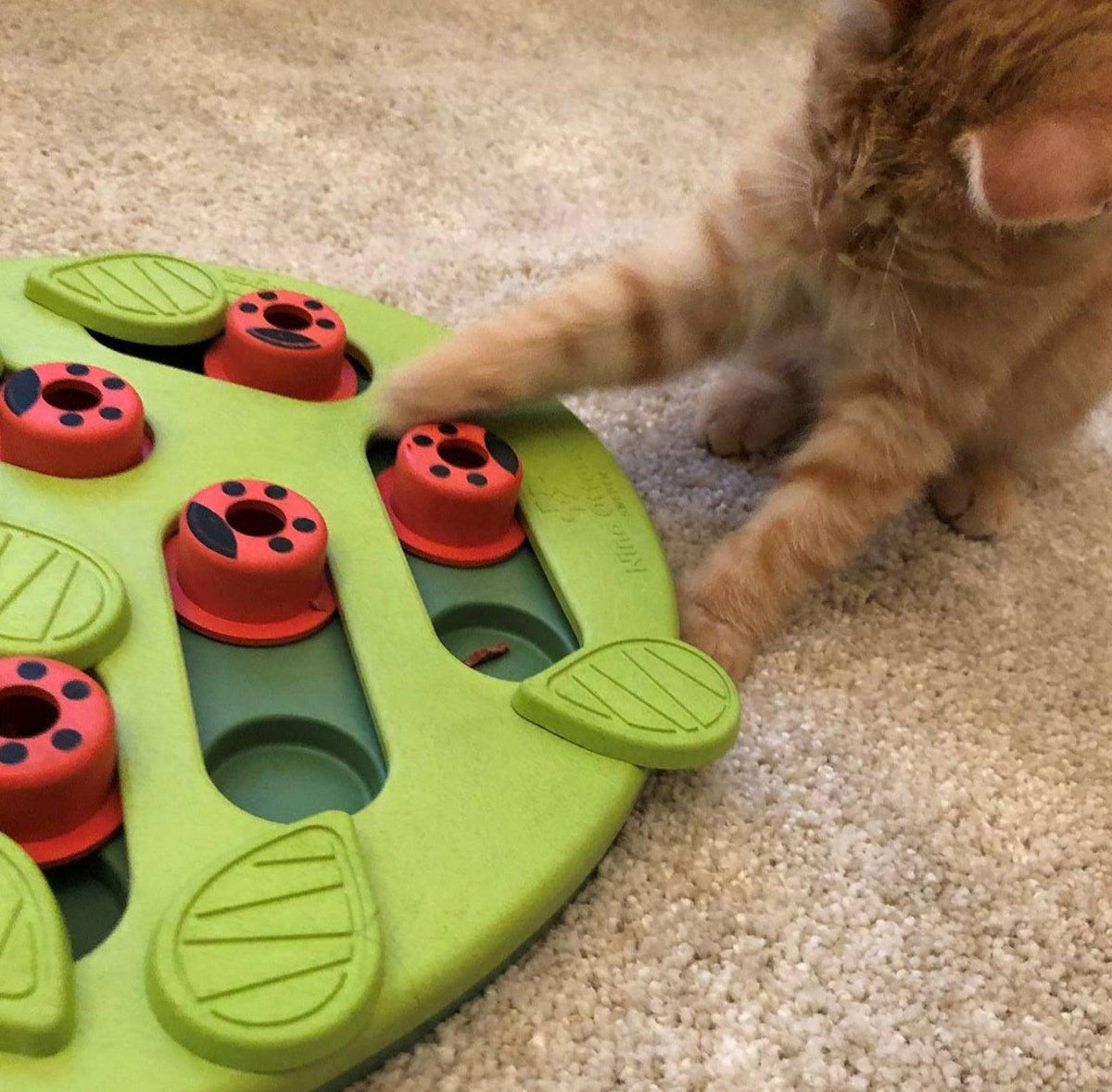 Nina Ottosson Puzzle & Play Buggin Out Treat Dispensing Cat Toy - Green Cat Toys Nina Ottoson