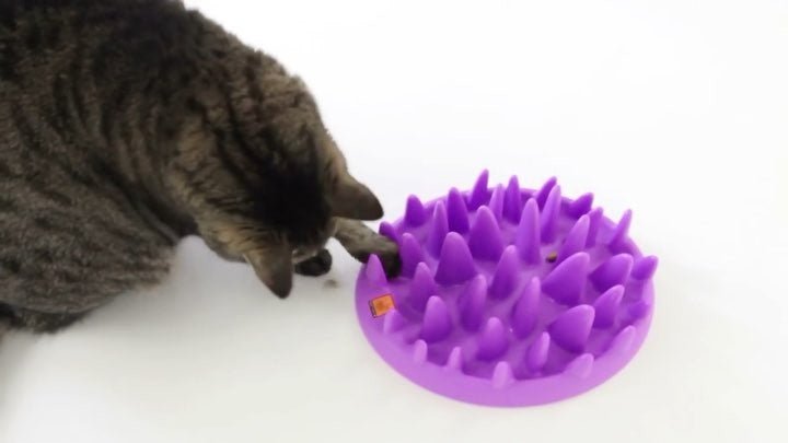 Northmate Catch Interactive Slow Food Cat Bowl Interactive cat toy northmate