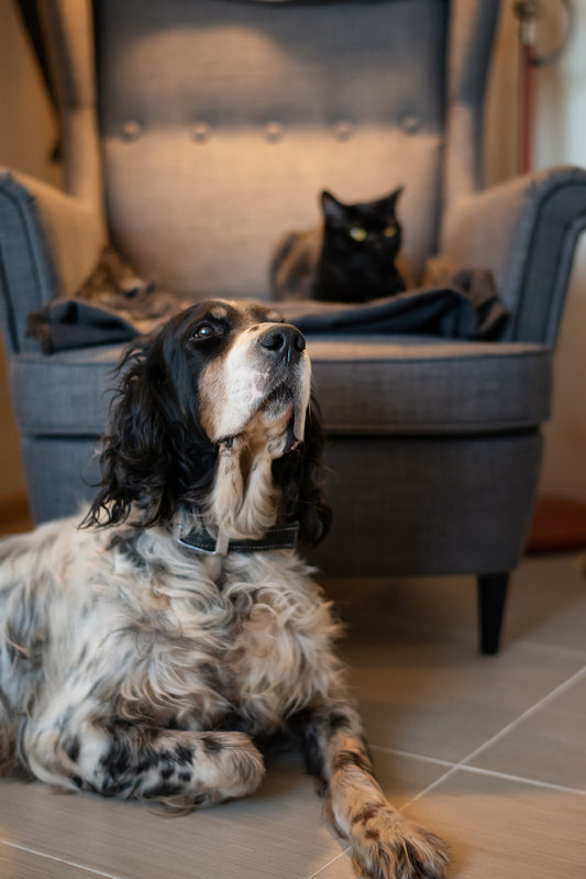 Petcare ADD ON's petcare Add Ons Woofy and Whiskers