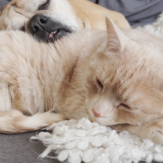 Emergency Pet Care Emergency Pet Care Woofy and Whiskers