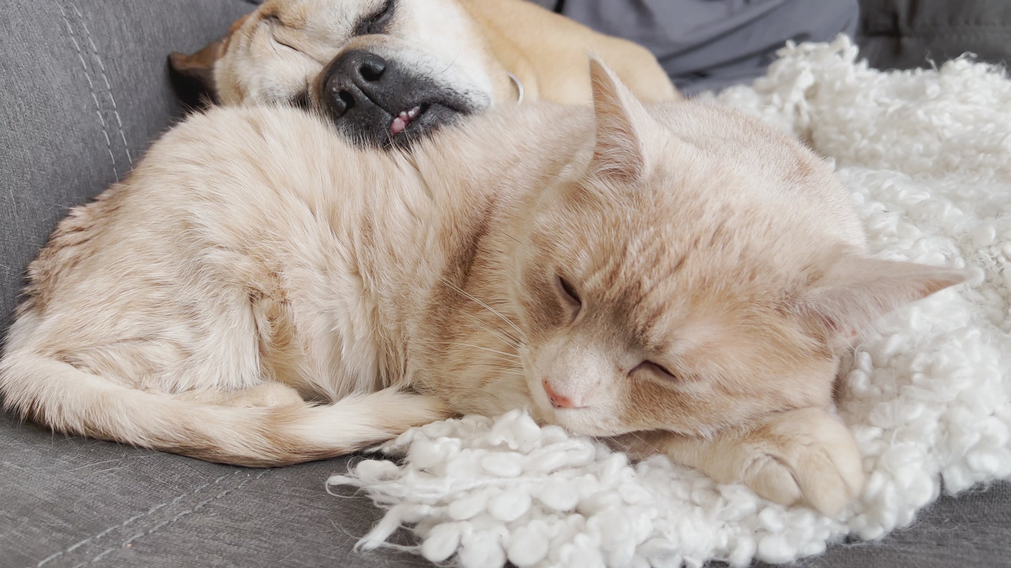 Emergency Pet Care Emergency Pet Care Woofy and Whiskers