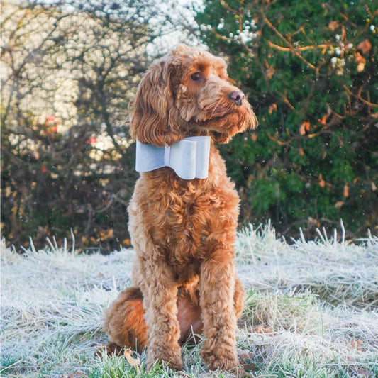Rosewood VELVET SILVER BOW dog bow tie Rosewood