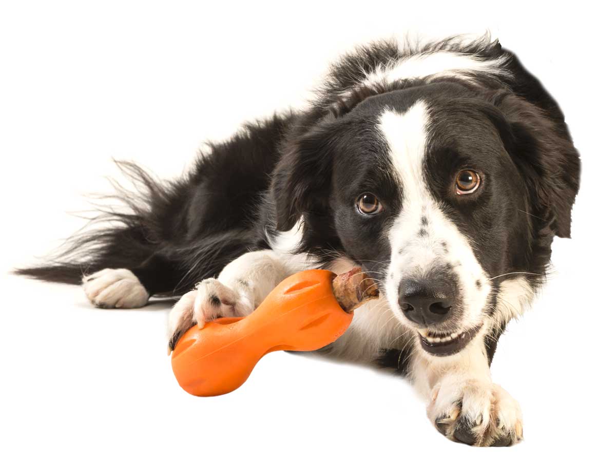 West Paw Qwizl Treat Dispensing Dog Toy - Treat Dispensing Dog Toy Dog toys West Paw Design