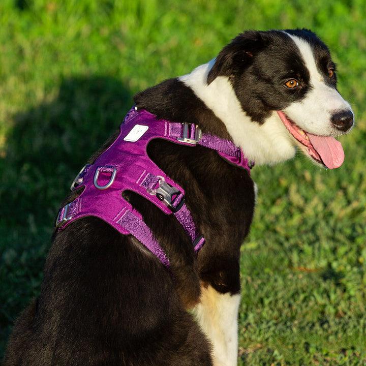 Whinhyepet Harness Purple XL Pet Care > Dog Supplies WINHYEPET