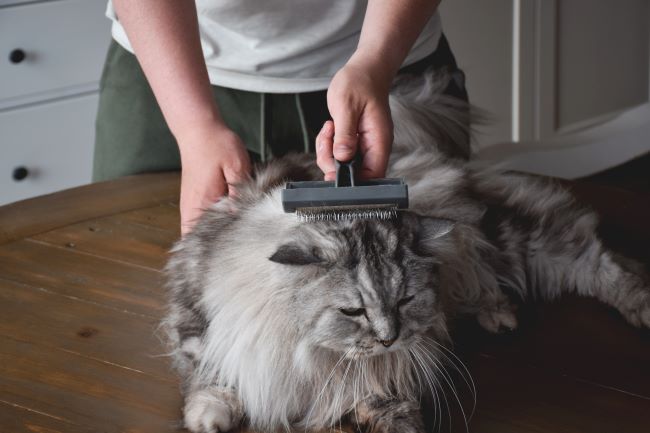Petcare Canberra Pet care services Woofy and Whiskers 1 Visit Daily