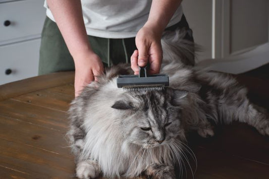 Petcare Canberra Pet care services Woofy and Whiskers 1 Visit Daily
